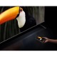 Телевизор Xiaomi TV S Mini LED 55 2025 Телевизор Xiaomi TV S Mini LED 55 2025